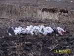 Missouri snow goose hunting guide