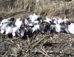 snow geese