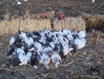 guided snow goose hunts