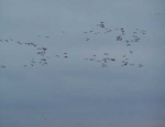 snow geese