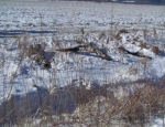 snow goose hunting Missouri