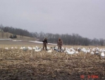 snow goose hunting guide