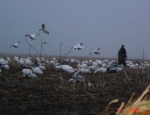 snow goose hunting guide