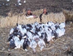 Missouri snow goose hunting guide