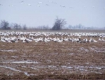 snow goose hunting Missouri