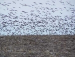 snow geese