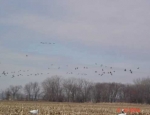 snow geese