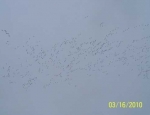 snow geese