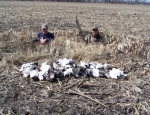 guided snow goose hunts