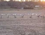 guided Missouri goose hunting