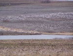 spring snow goose hunting