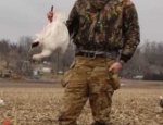 guided snow goose hunts