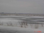 snow geese