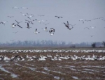 snow geese