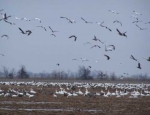 snow goose hunting Missouri