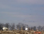 snow geese