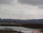 snow geese