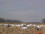 guided snow goose hunts