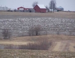 snow geese