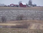 snow geese