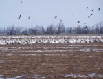 Missouri goose hunting