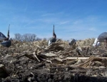 spring snow goose hunting