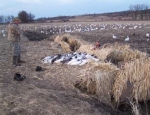 goose hunting photos