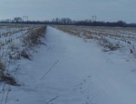 spring snow goose hunting