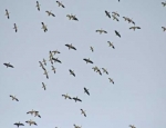 snow geese