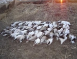 snow geese