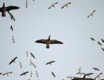 snow geese