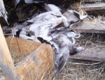 snow geese