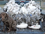 snow geese