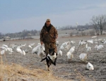 snow goose hunting guide