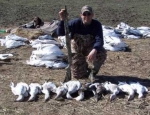 spring snow goose hunting