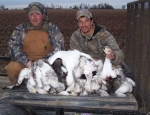 spring snow goose hunting