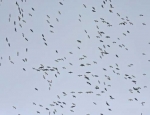 snow geese