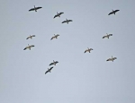 snow geese