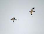 snow geese