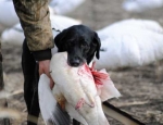 snow goose hunting Missouri