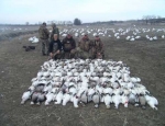 spring snow goose hunting