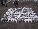 snow goose hunting Missouri