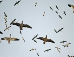 snow geese