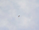 snow goose
