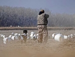 snow goose hunting guide