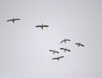 snow geese