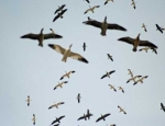 snow geese