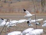 snow goose