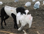 spring snow goose hunting