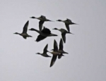 pintails and speck